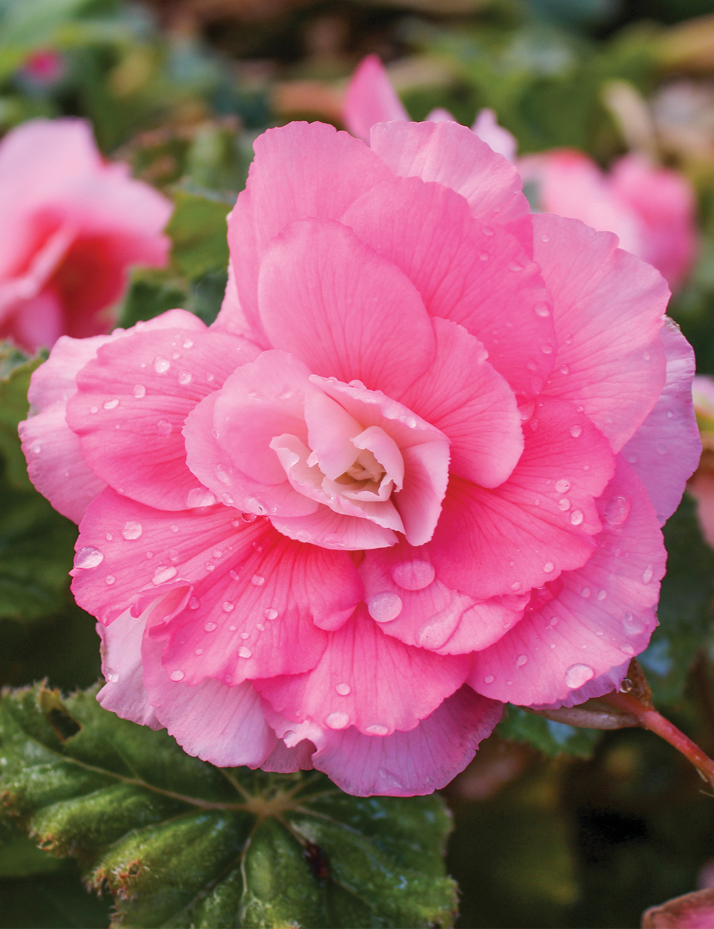 AmeriHybrid Tuberous Begonia 'Jacque'