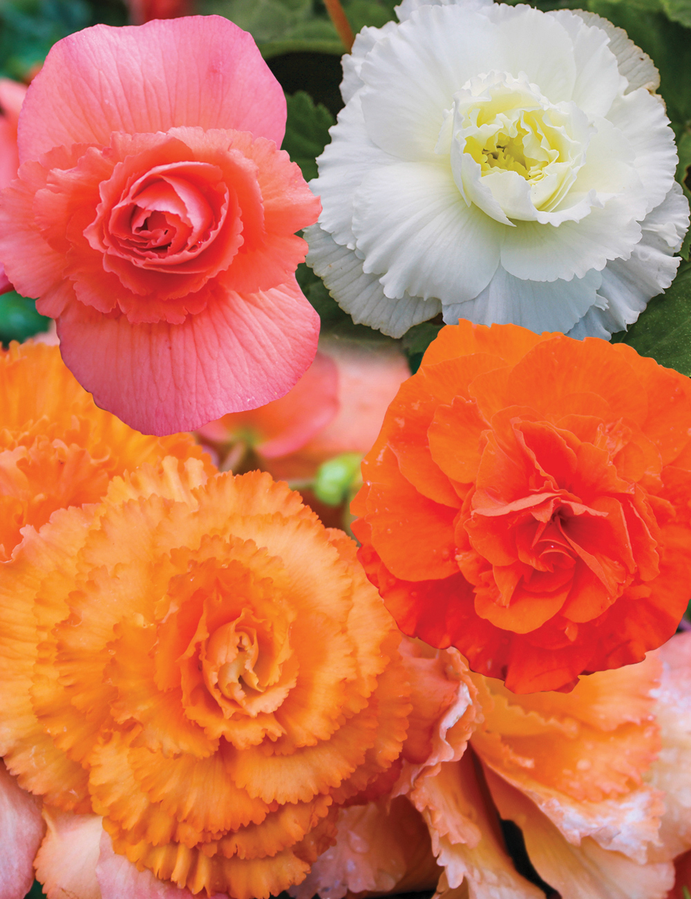 AmeriHybrid Tuberous Begonias Mixed