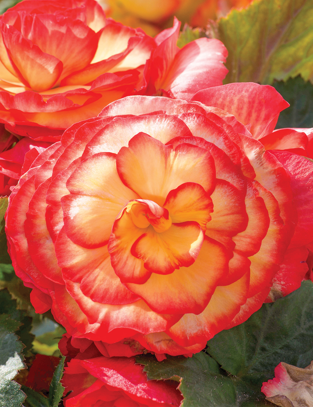 Tuberous Begonia - AmeriHybrid Picotee Sunburst