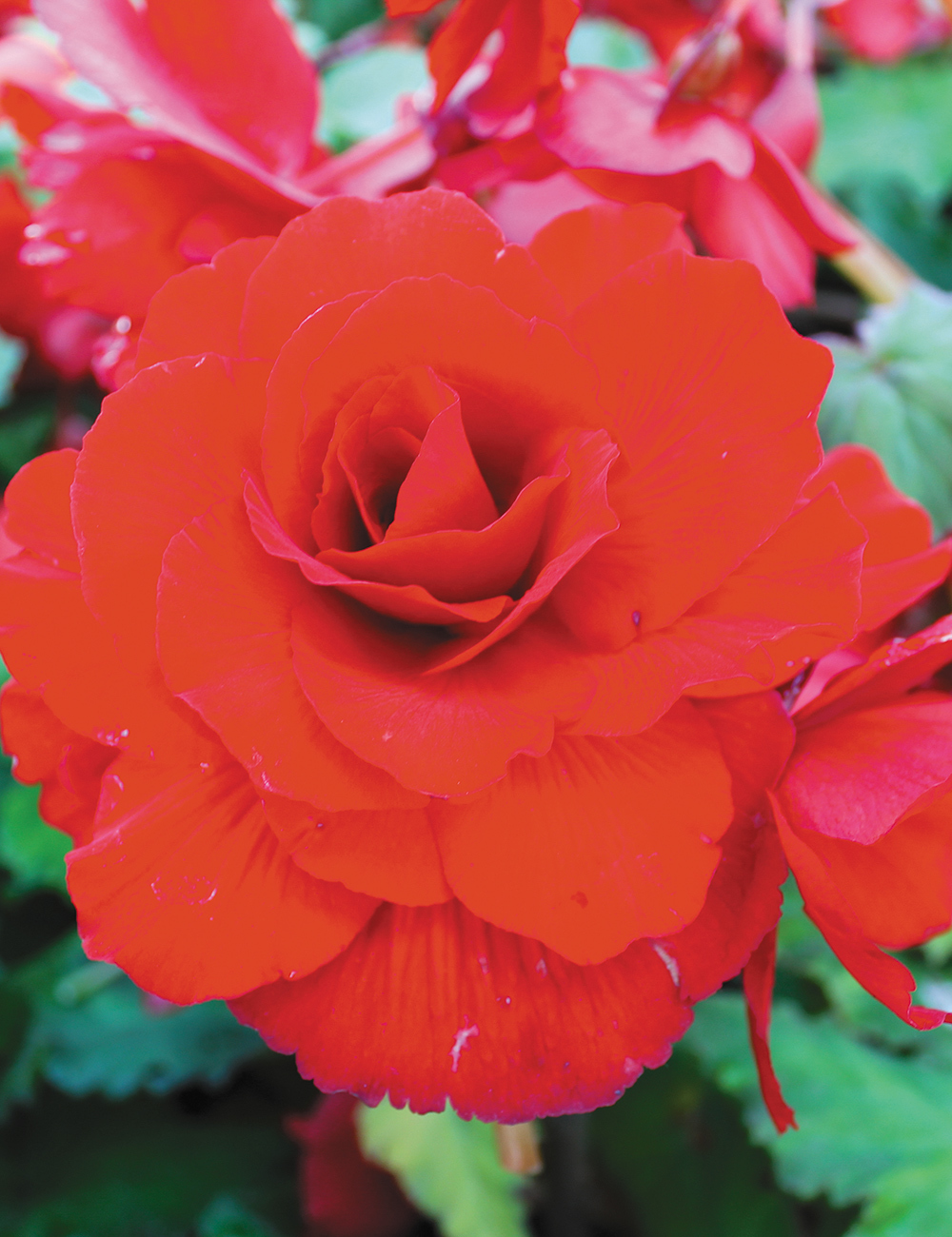 AmeriHybrid Tuberous Begonia 'Texas'