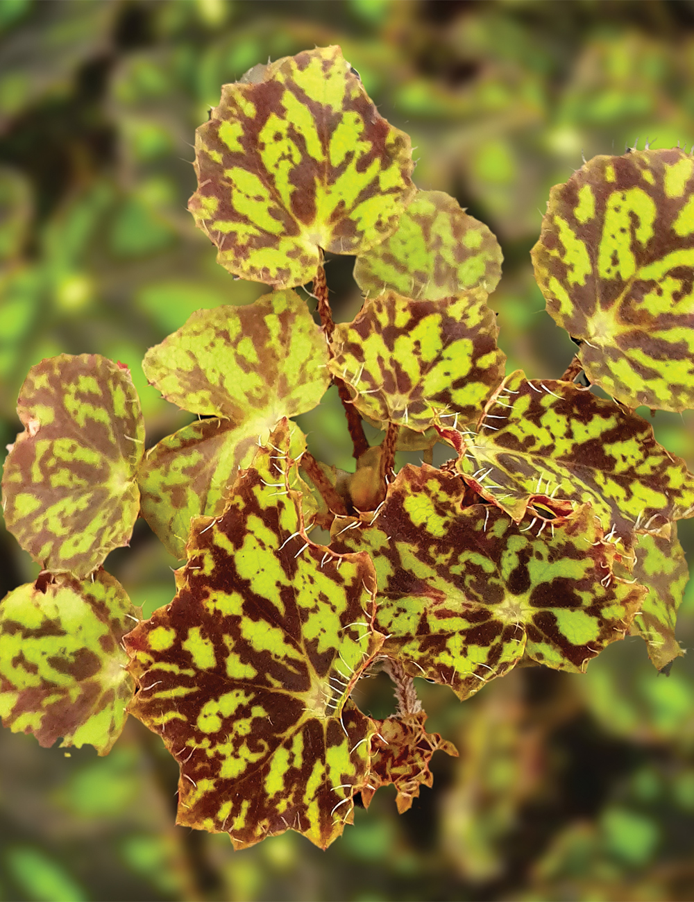 Begonia Bright Eyes