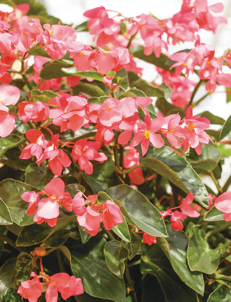 Begonia Dragon Wing Pink