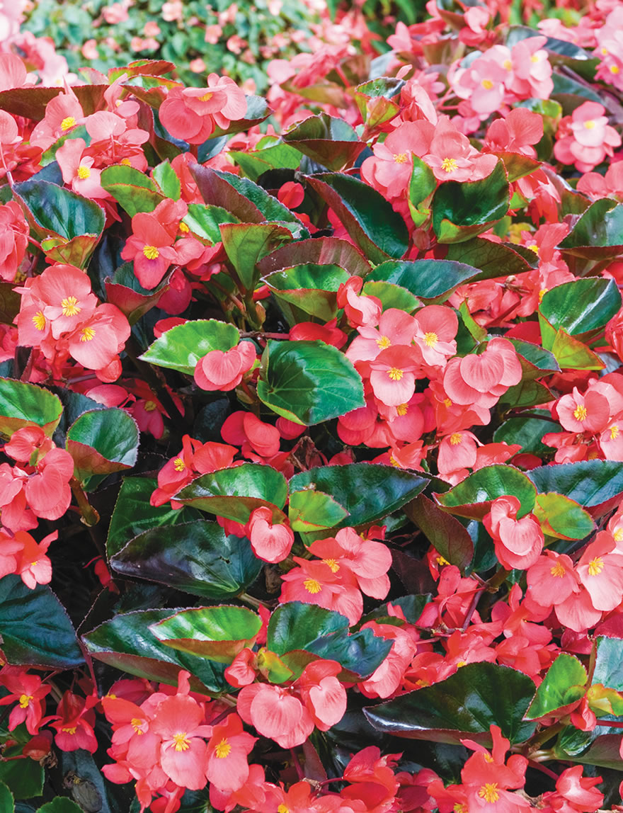 Begonia Dragon Wing Red