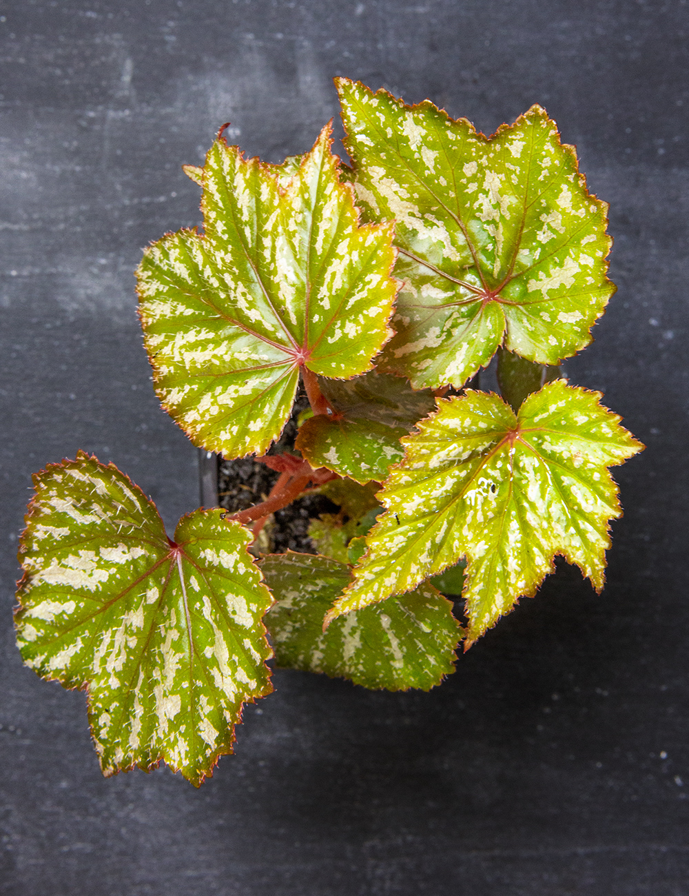 Pegasus Begonia 'Gryphon'