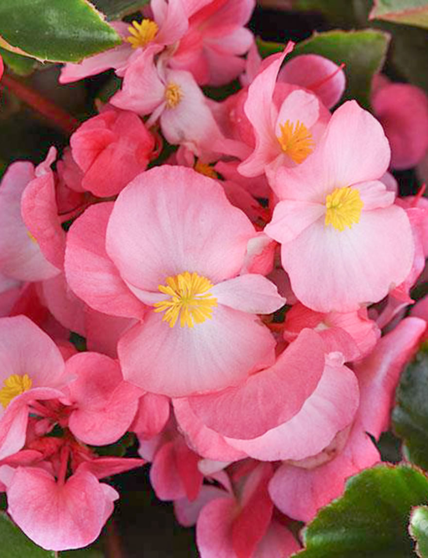 Begonia Megawatt Pink Bronze Leaf