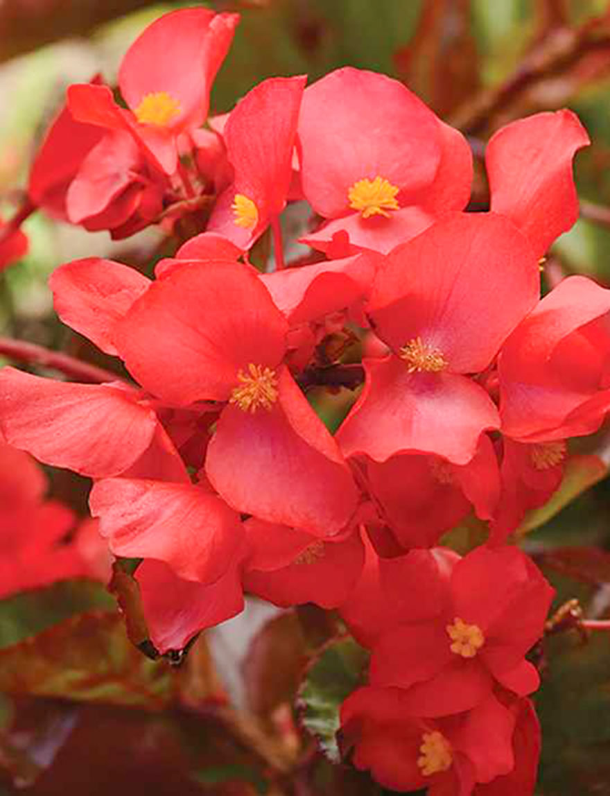 Begonia Megawatt Red Bronze Leaf