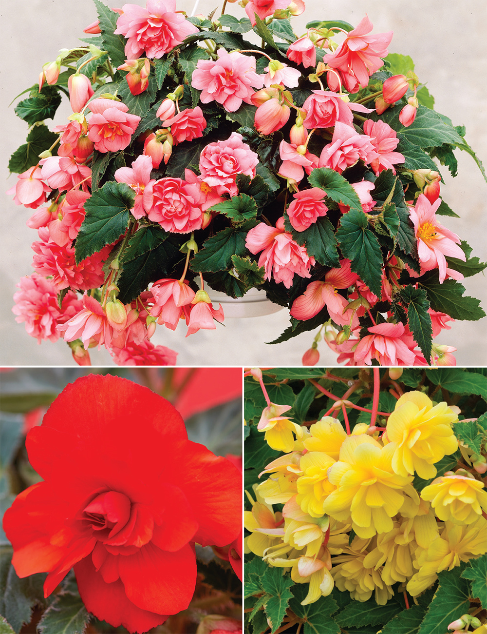 Trailing Sun Dancer Tuberous Begonias Collection