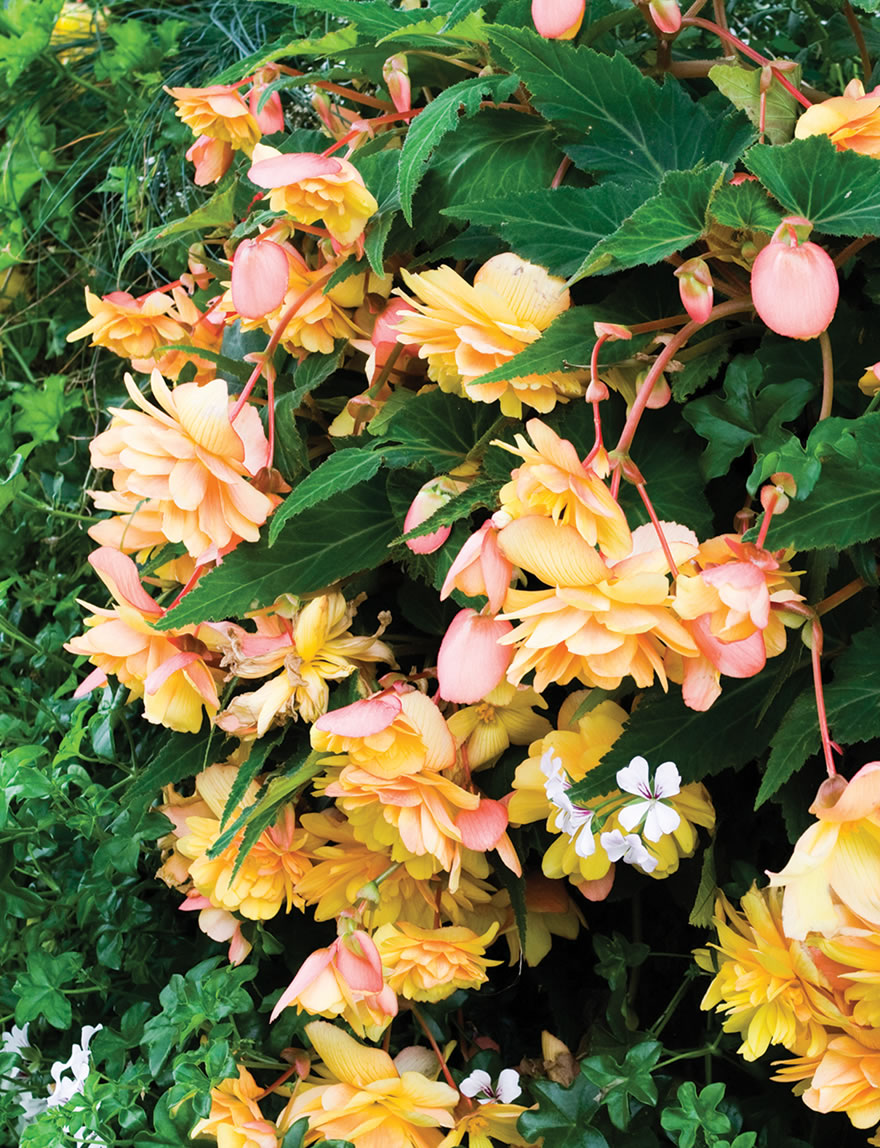 Trailing Tuberous Begonias Gold Picotee