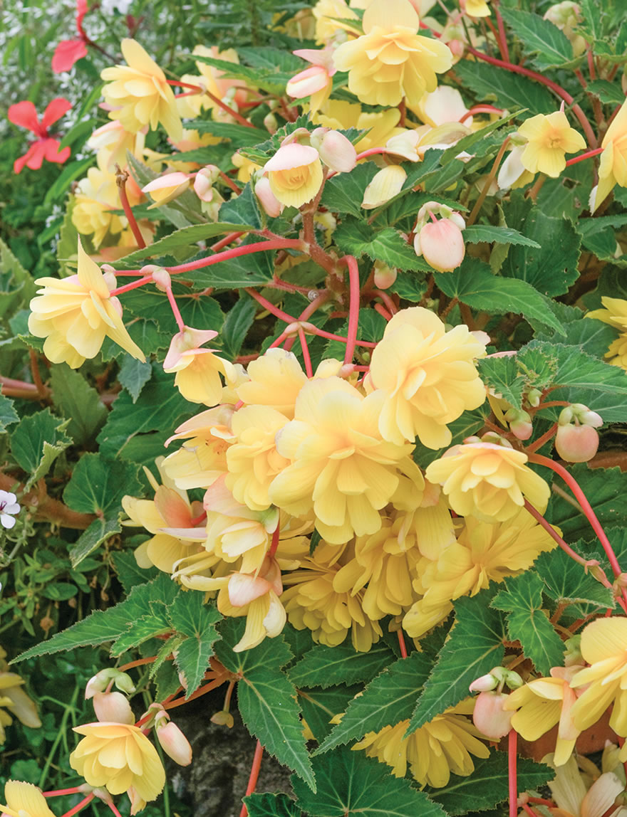 Trailing Tuberous Begonias Lemon