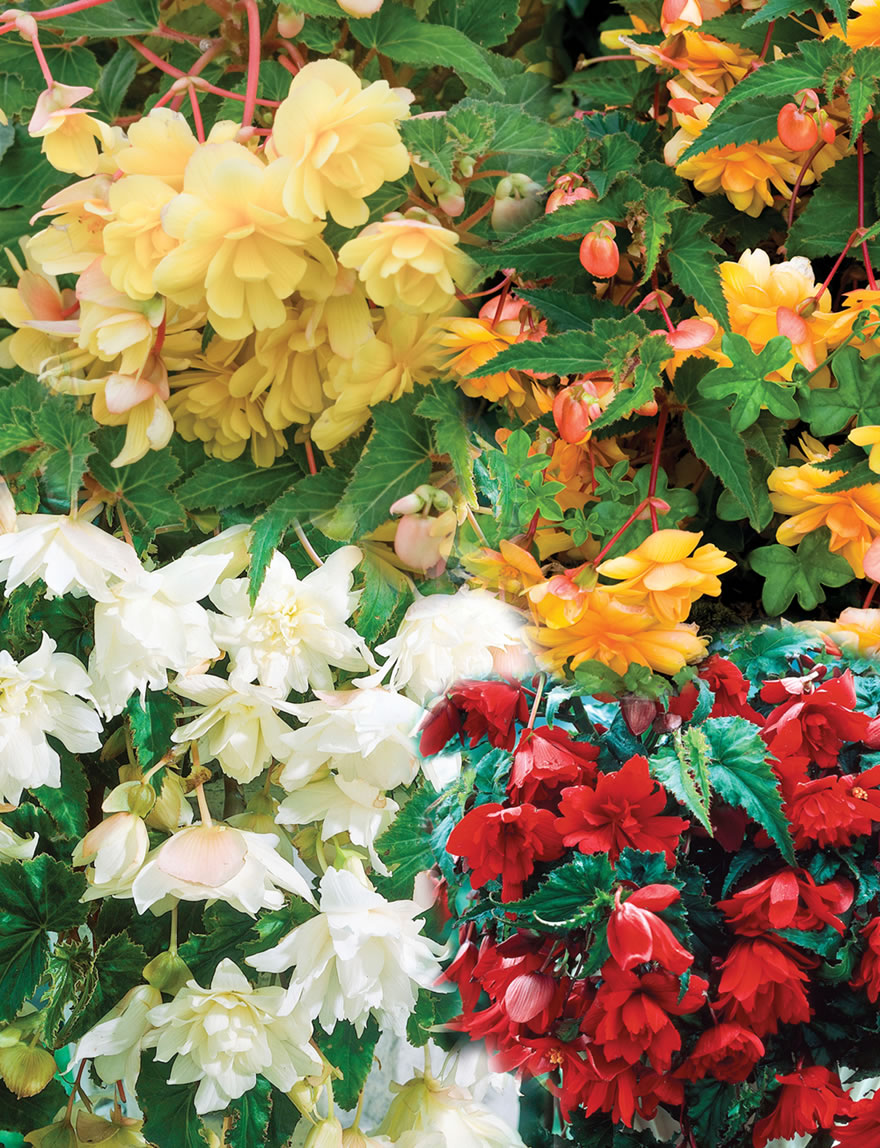 Trailing Tuberous Begonias Mixed