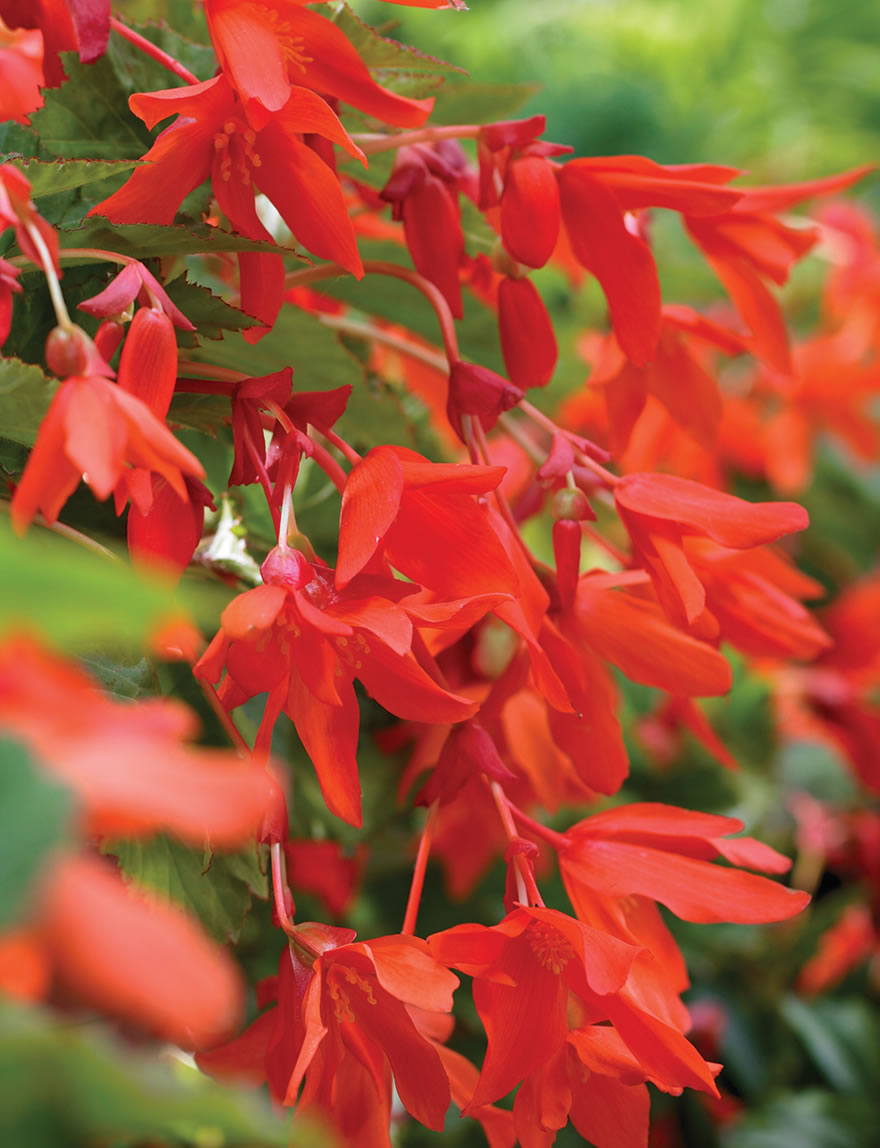 Trailing Tuberous Begonias Orange