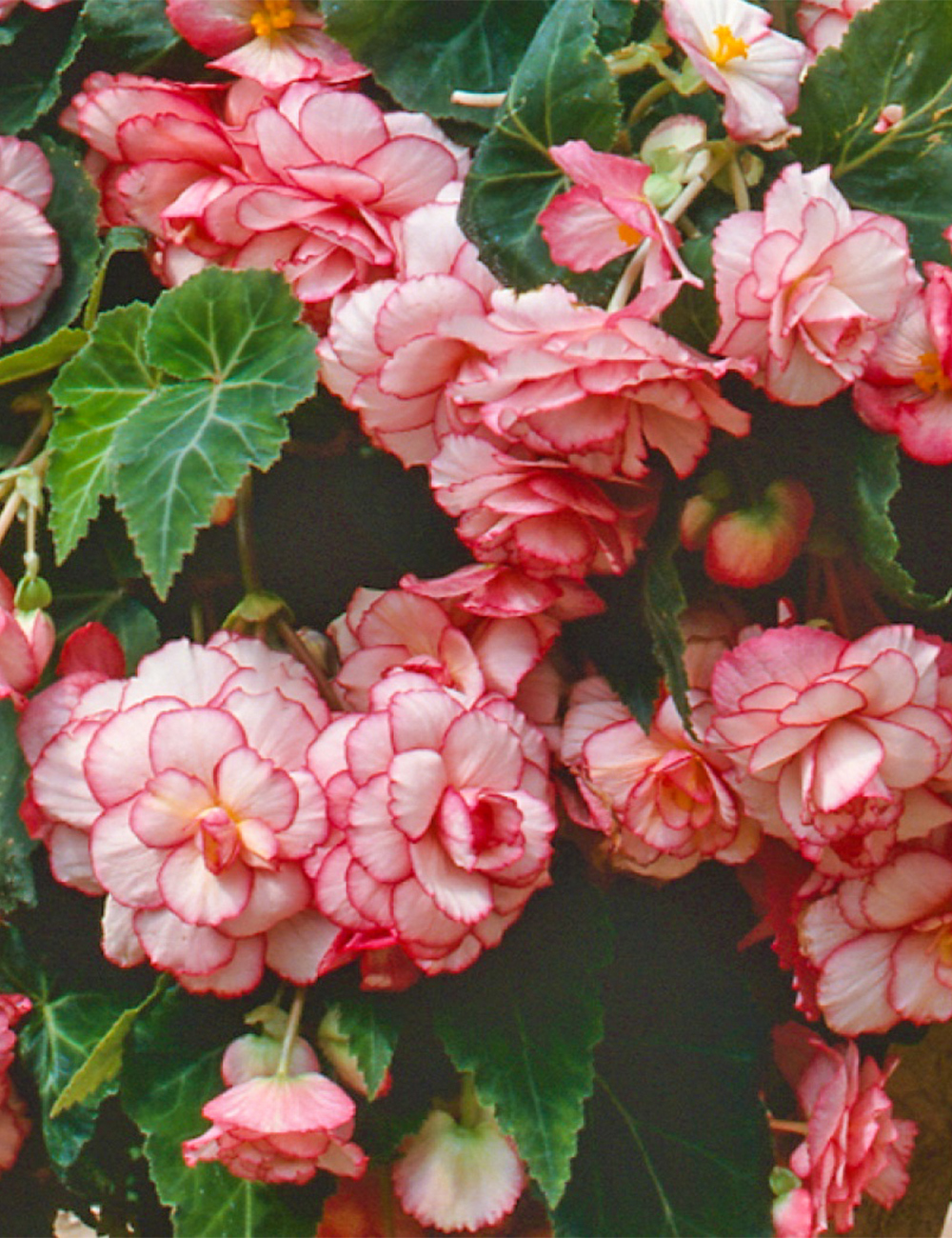 Trailing Sun Dancer Tuberous Begonia 'White Pink Picotee'