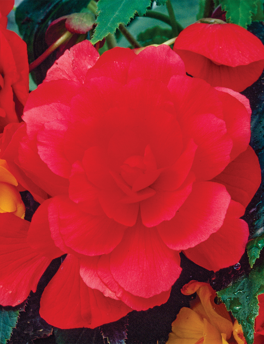 Trailing Sun Dancer Tuberous Begonia 'Scarlet'