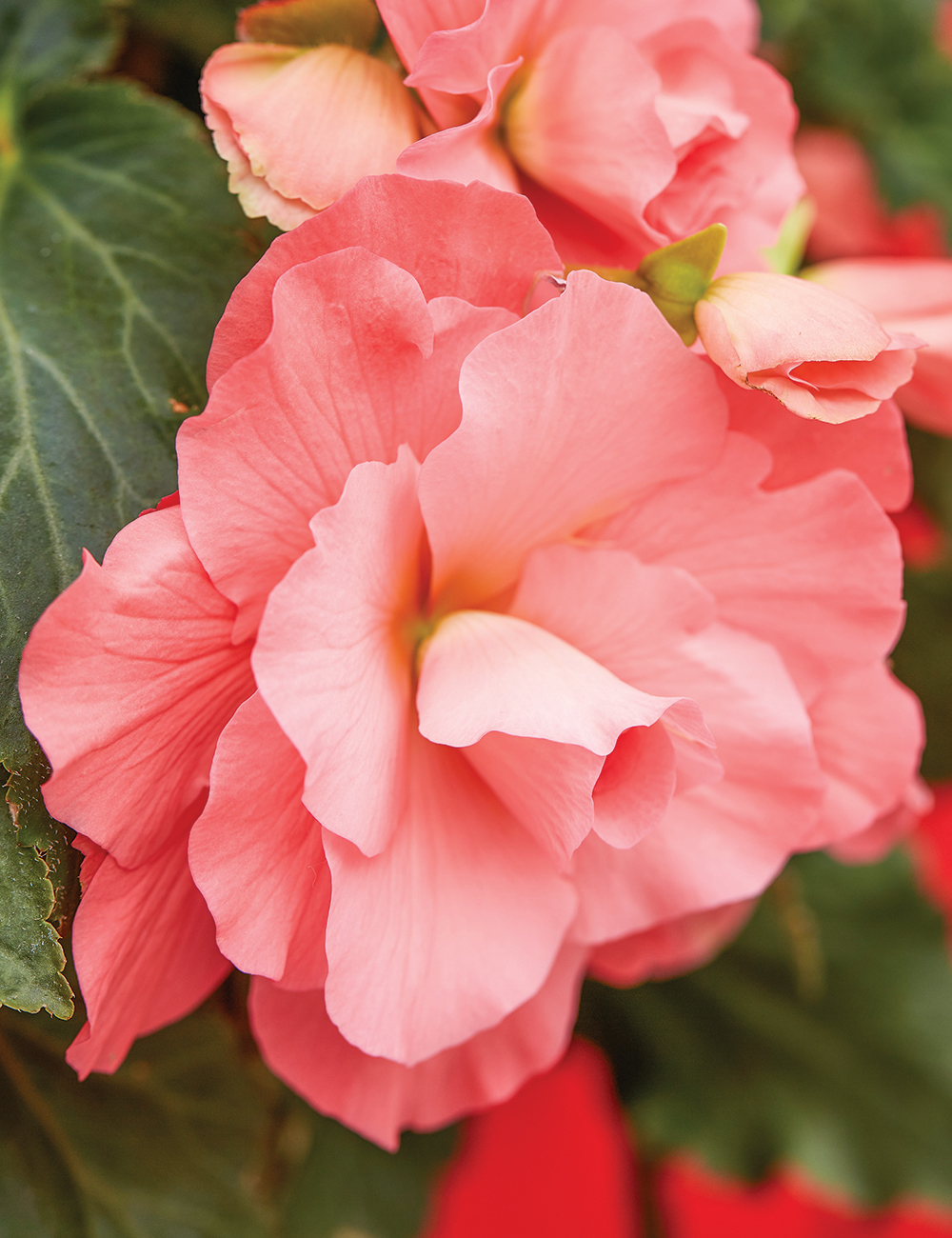 Trailing Sun Dancer Tuberous Begonia 'Pink'