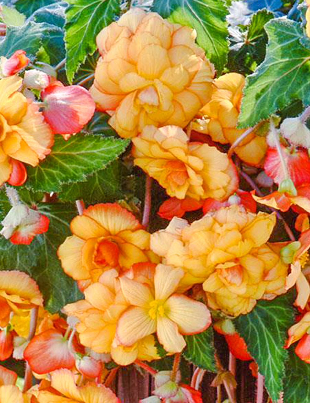 Trailing Tuberous Begonia Sun Dancer ‘Yellow Red Picotee’