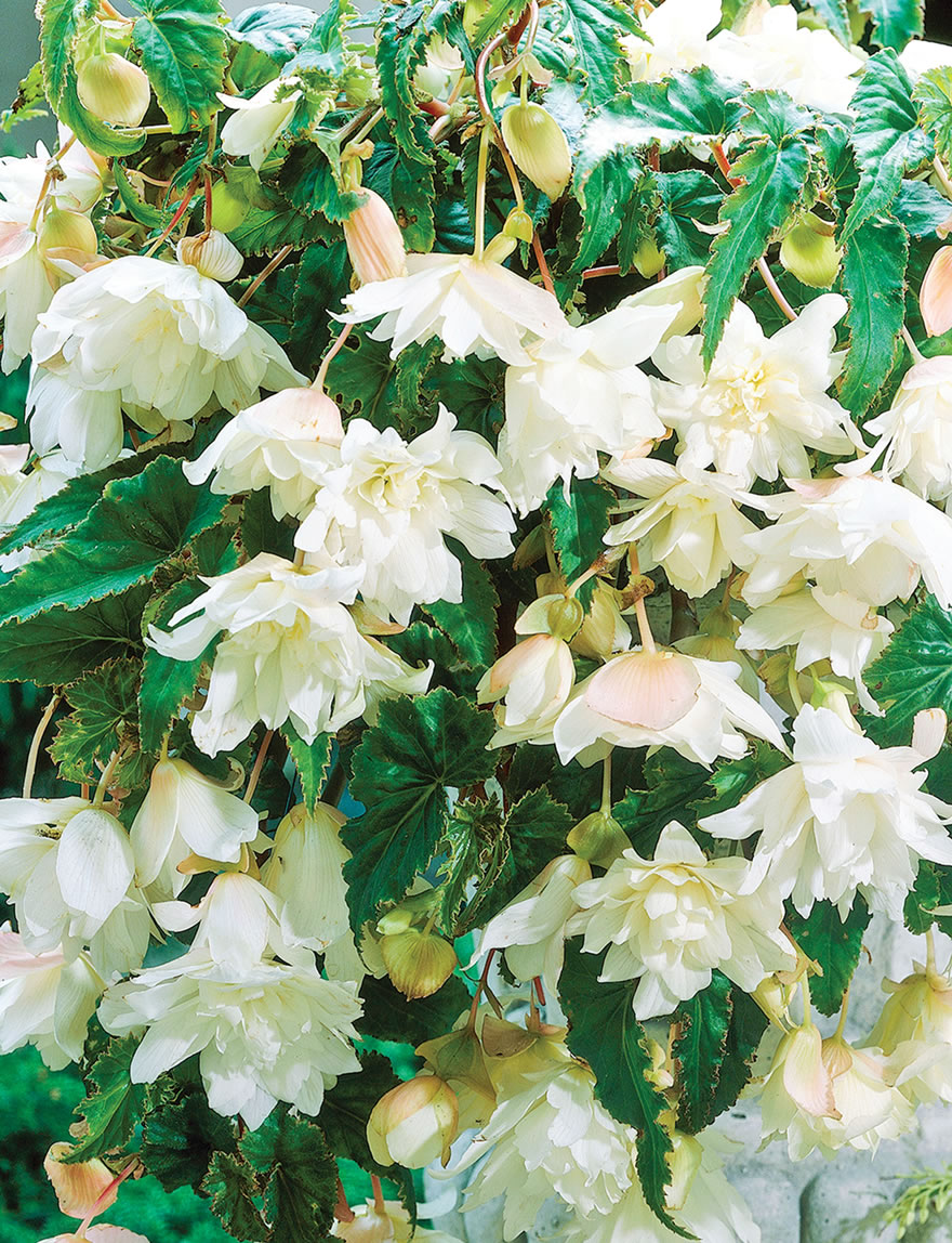 Trailing Tuberous Begonias White