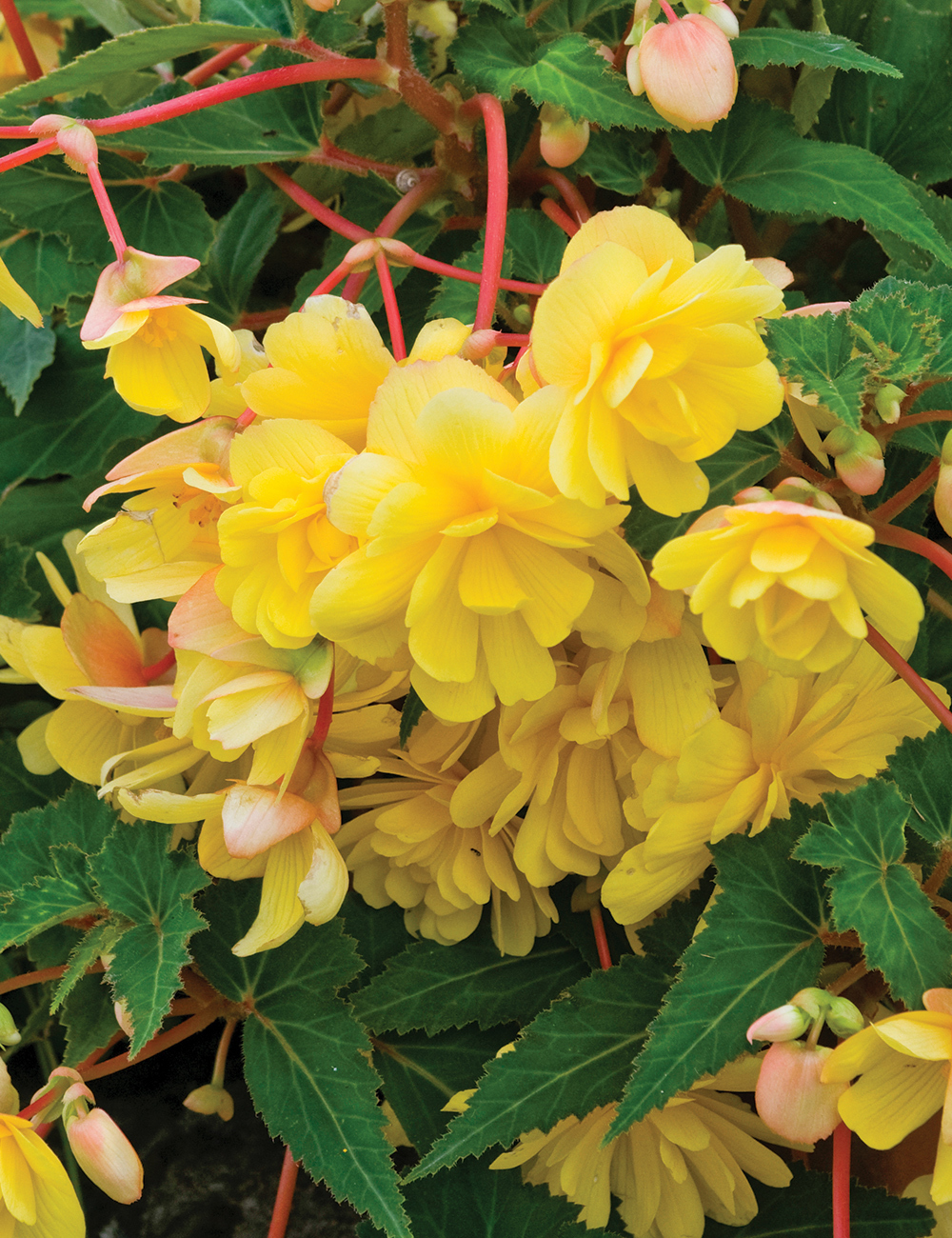 Trailing Sun Dancer Tuberous Begonia 'Yellow'