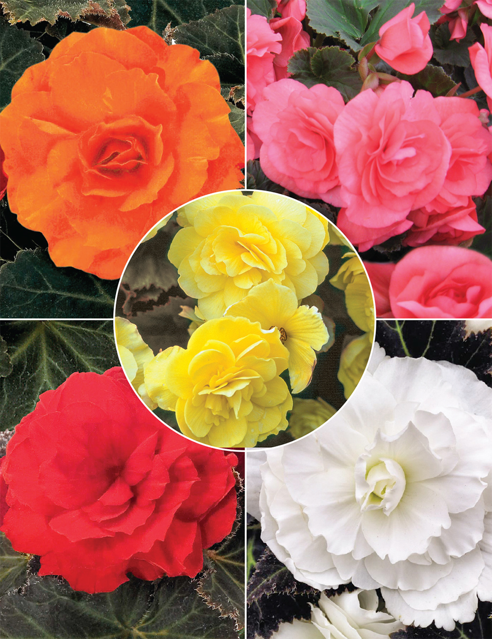 Nonstop Mocca Tuberous Begonias (reduced) Collection