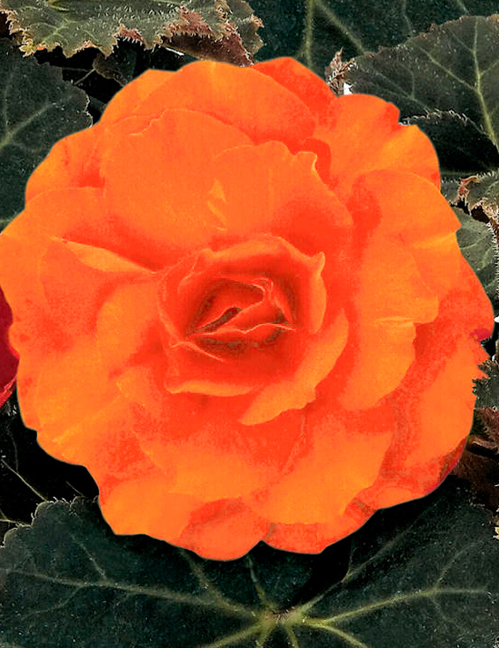 Nonstop Mocca Tuberous Begonias 'Orange'