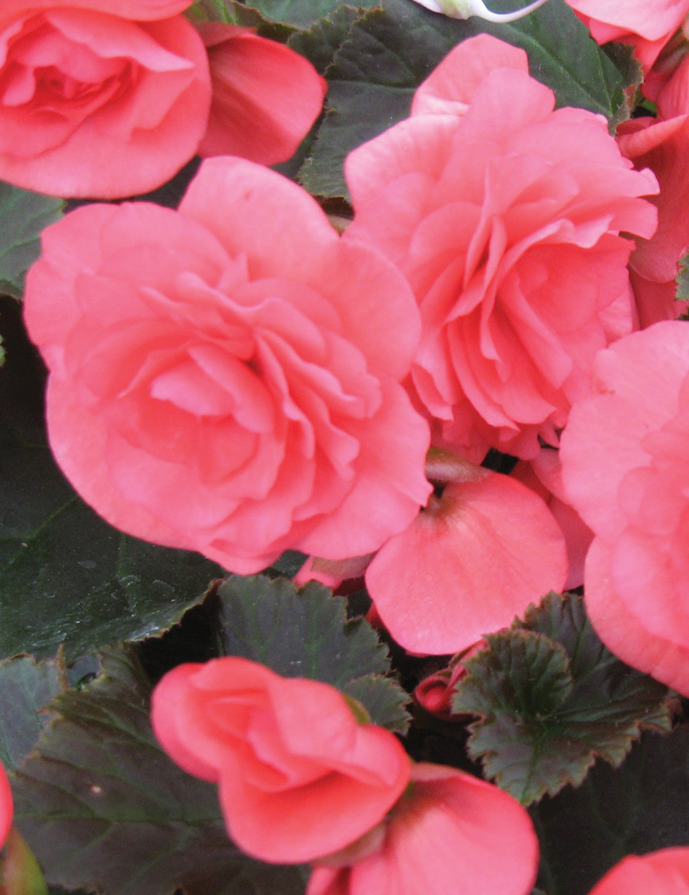 Nonstop Mocca Tuberous Begonias 'Pink'