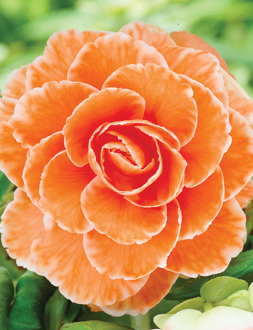 Tuberous Begonia Picotee Apricot Lace