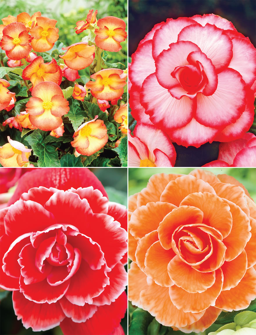 Tuberous Begonia Picotee Collection