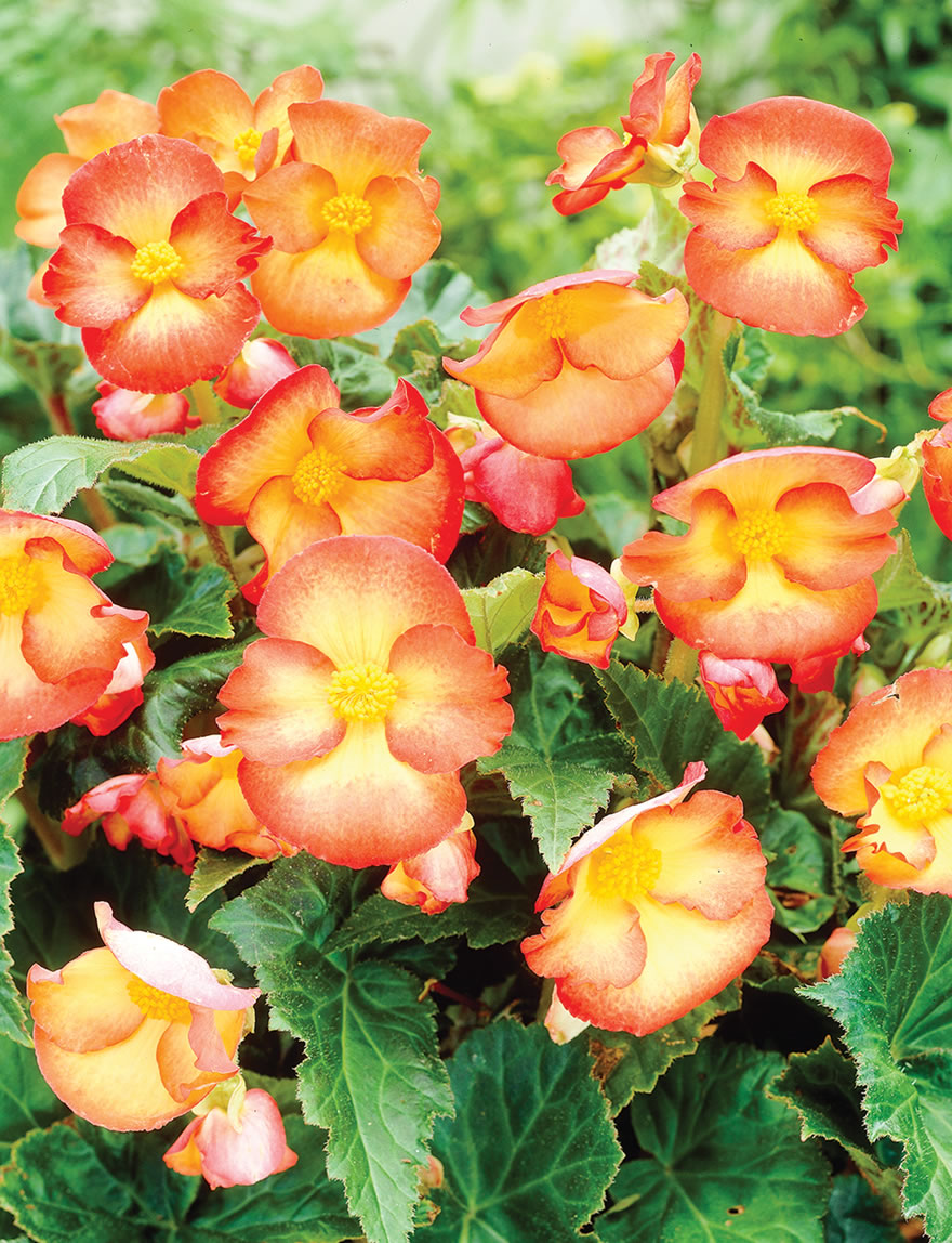 Tuberous Begonia Picotee Pin Up Flame