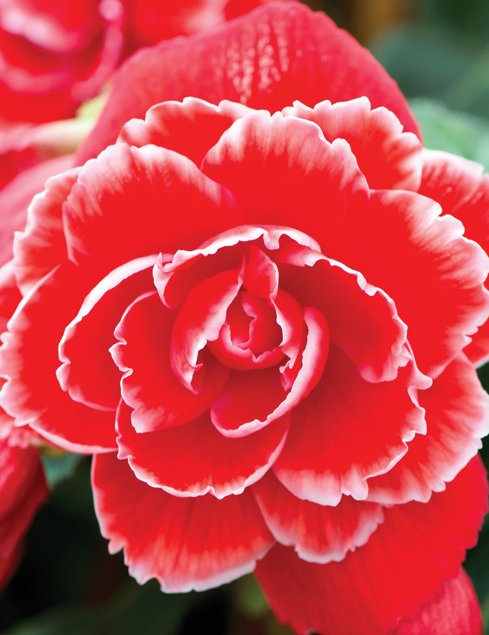 Ruffled Tuberous Begonia Picotee Red