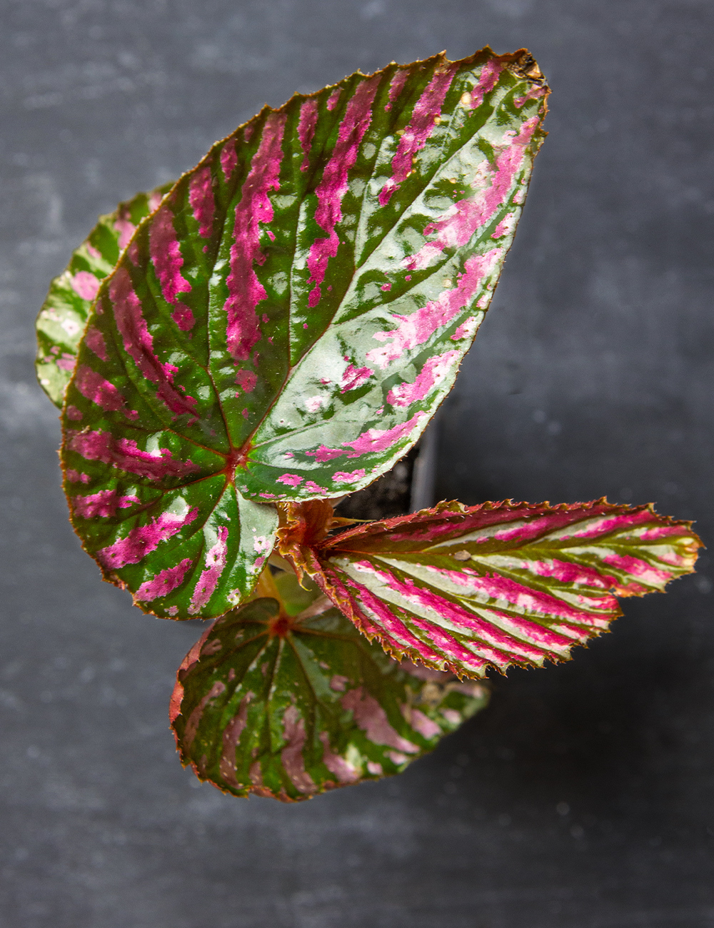 Rex Begonia 'Exotica' - Tesselaar