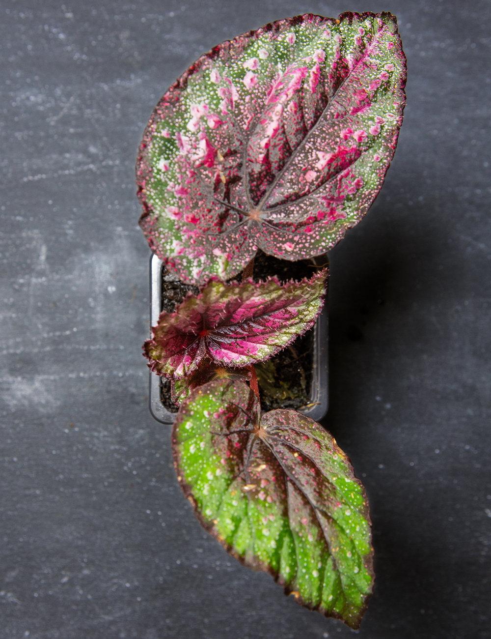 Rex Begonia 'Plum Paisley'