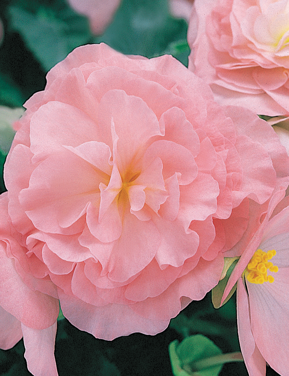 Tuberous Begonias Appleblossom