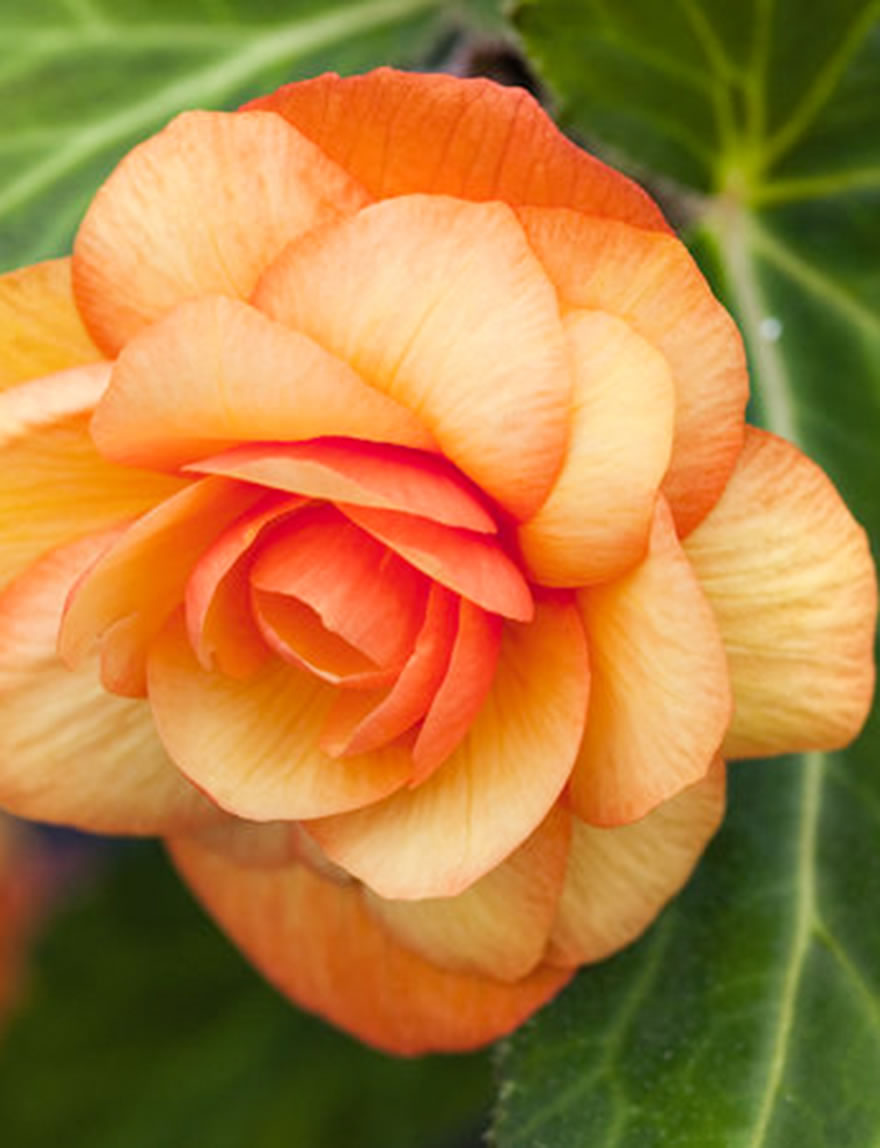 Tuberous Begonia Apricot