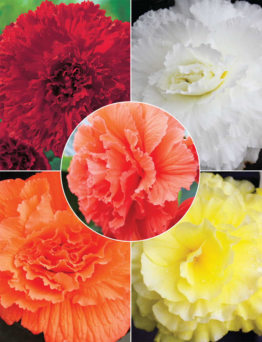 Ruffled Tuberous Begonias Collection