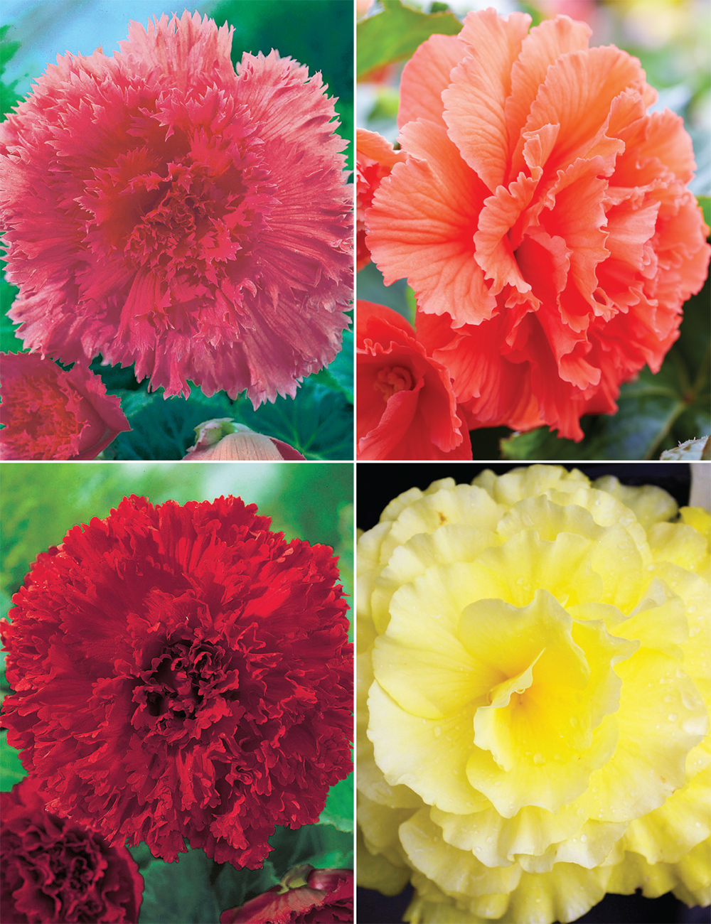 AmeriHybrid Tuberous Begonias Ruffled Collection