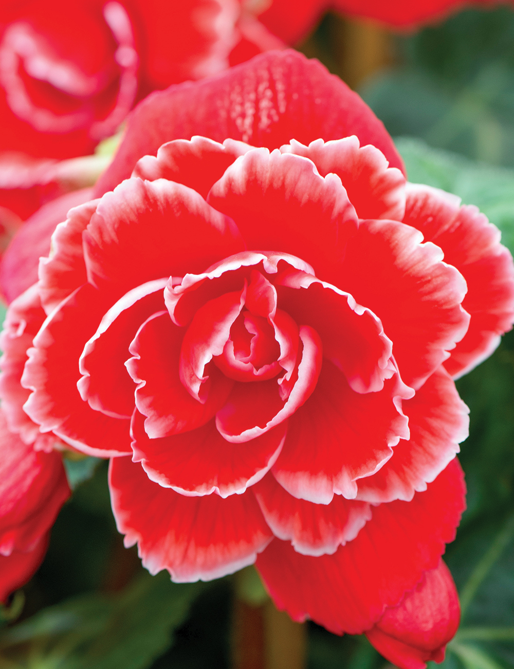 AmeriHybrid Tuberous Begonia 'Picotee Lace Red'