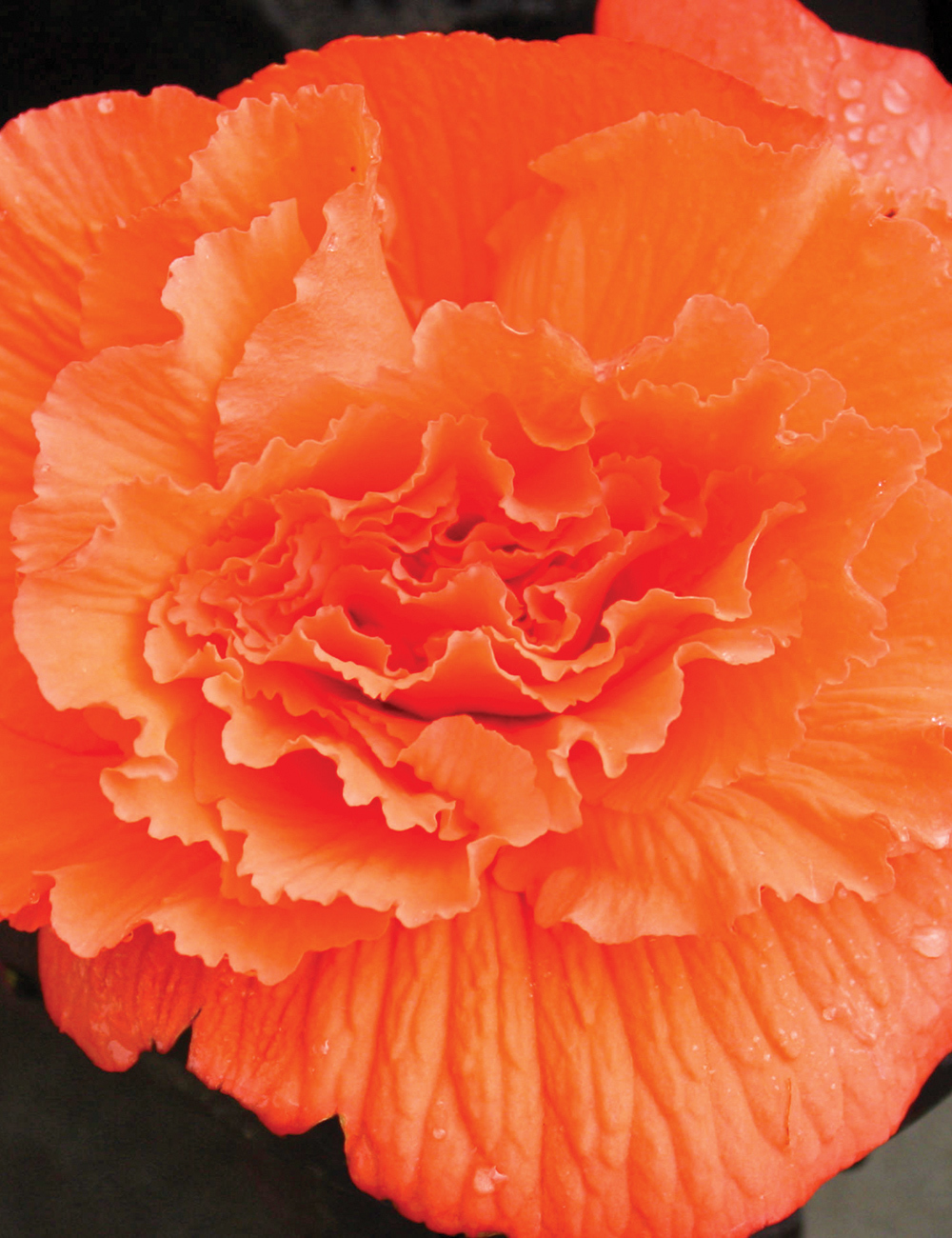 Ruffled Tuberous Begonia Orange