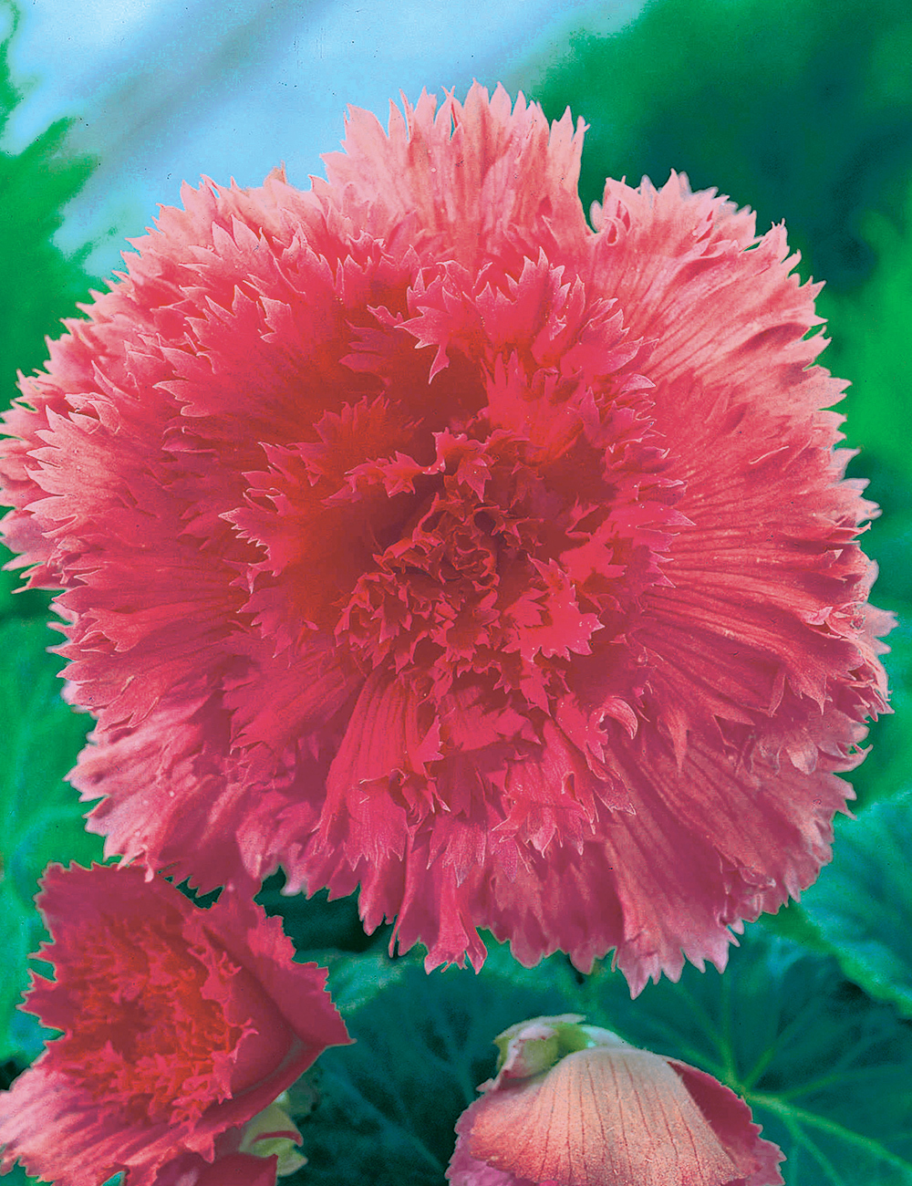 AmeriHybrid Tuberous Begonia 'Ruffled Pink'