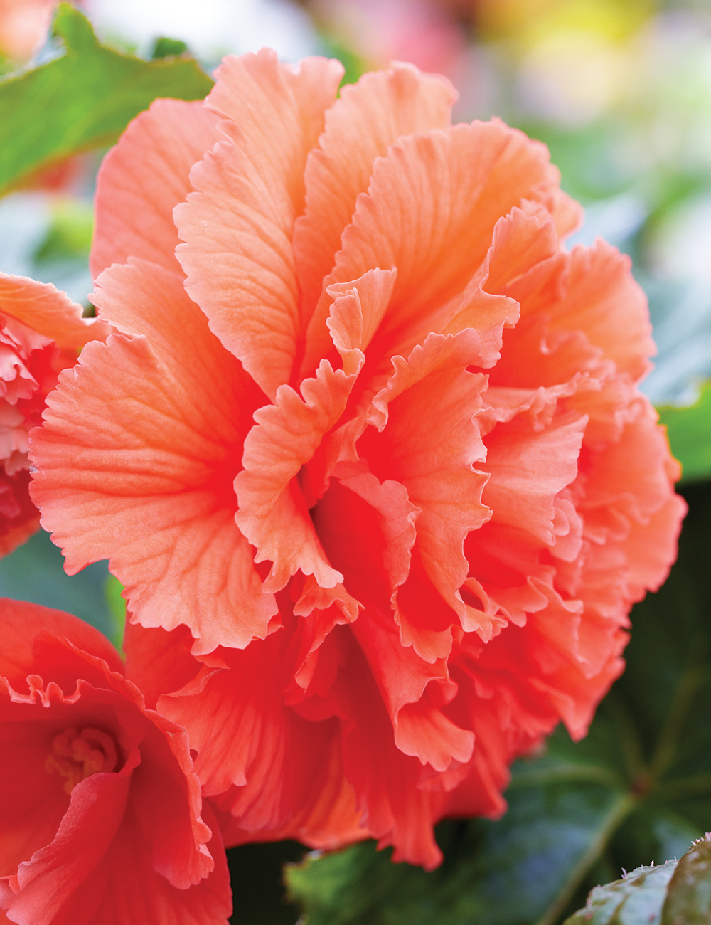 AmeriHybrid Tuberous Begonia 'Ruffled Coral Salmon'