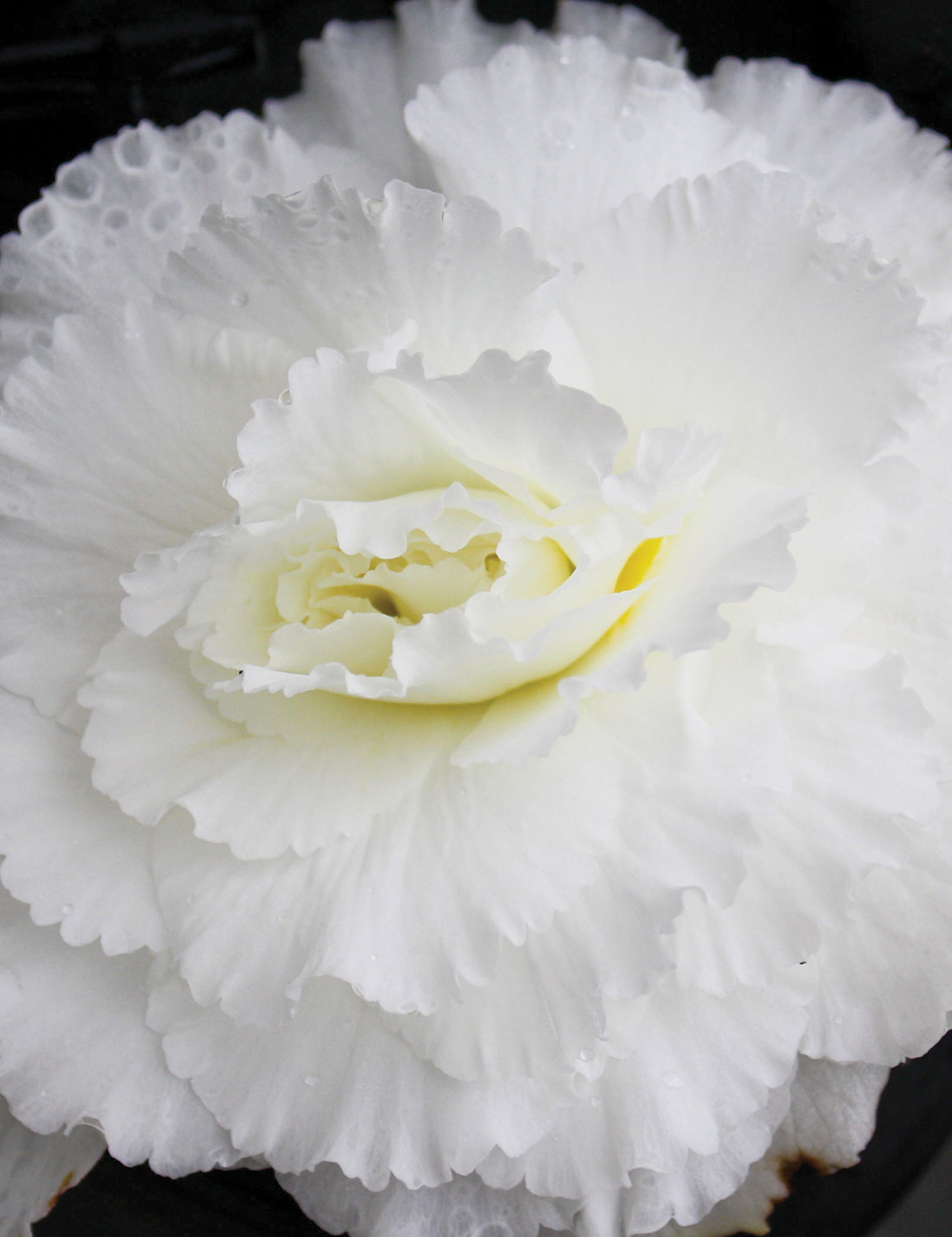 AmeriHybrid Ruffled Tuberous Begonia 'White'