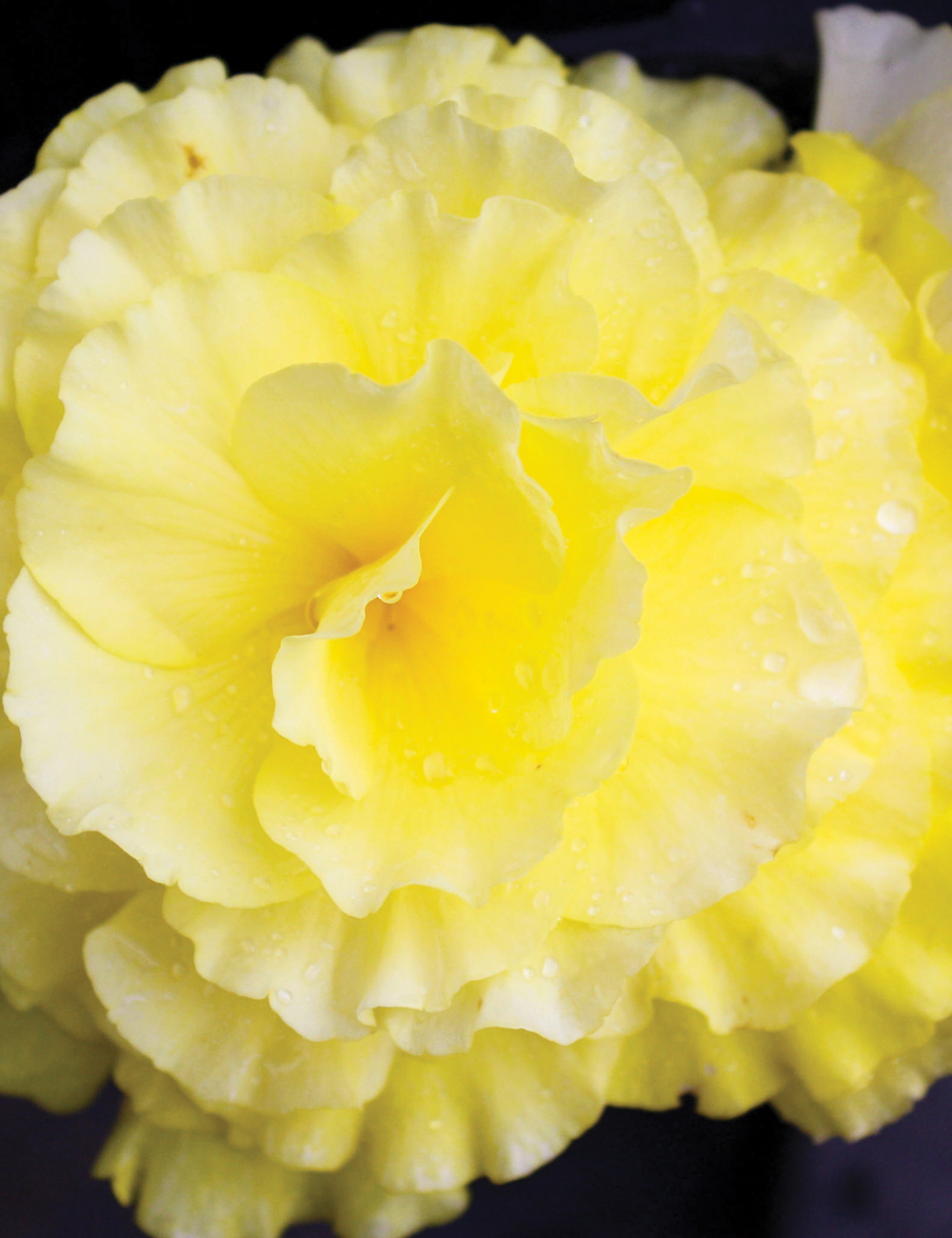 AmeriHybrid Tuberous Begonia 'Ruffled Yellow'