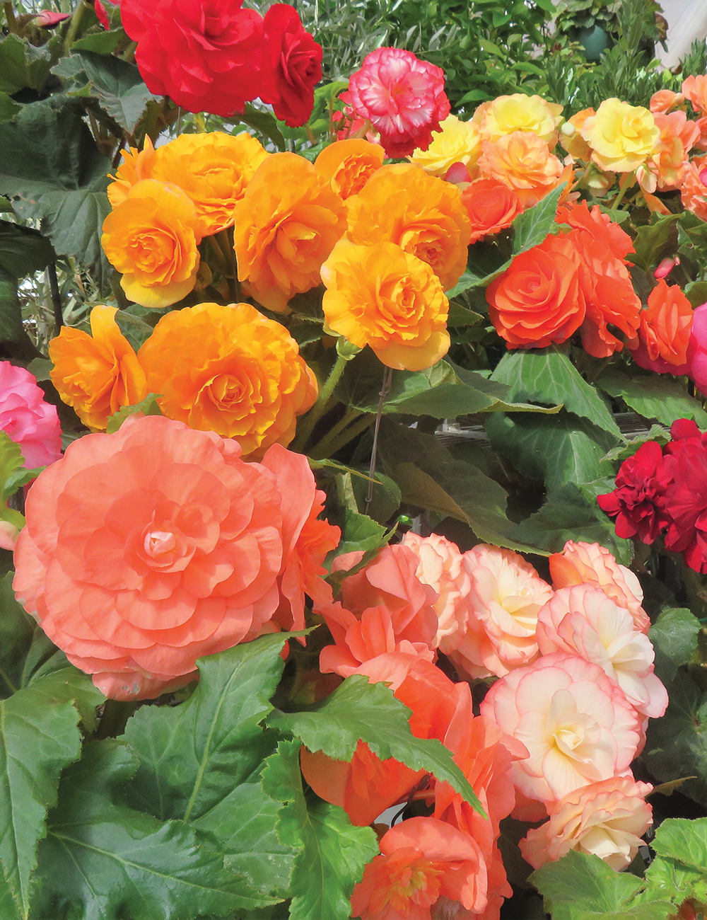 AmeriHybrid Tuberous Begonia Roseform Mixed