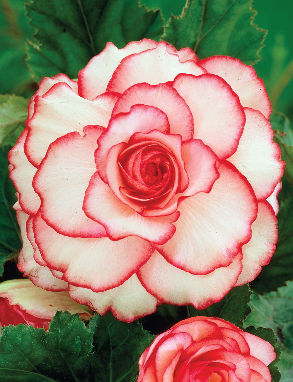 AmeriHybrid Tuberous Begonia 'Picotee White Red'