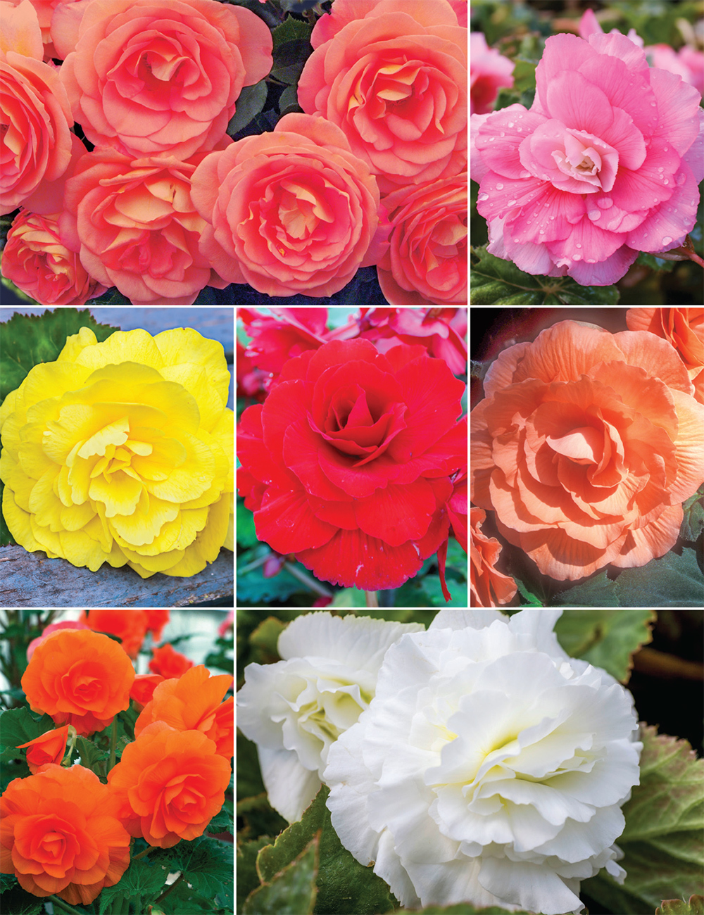 AmeriHybrid Tuberous Begonias Roseform Collection