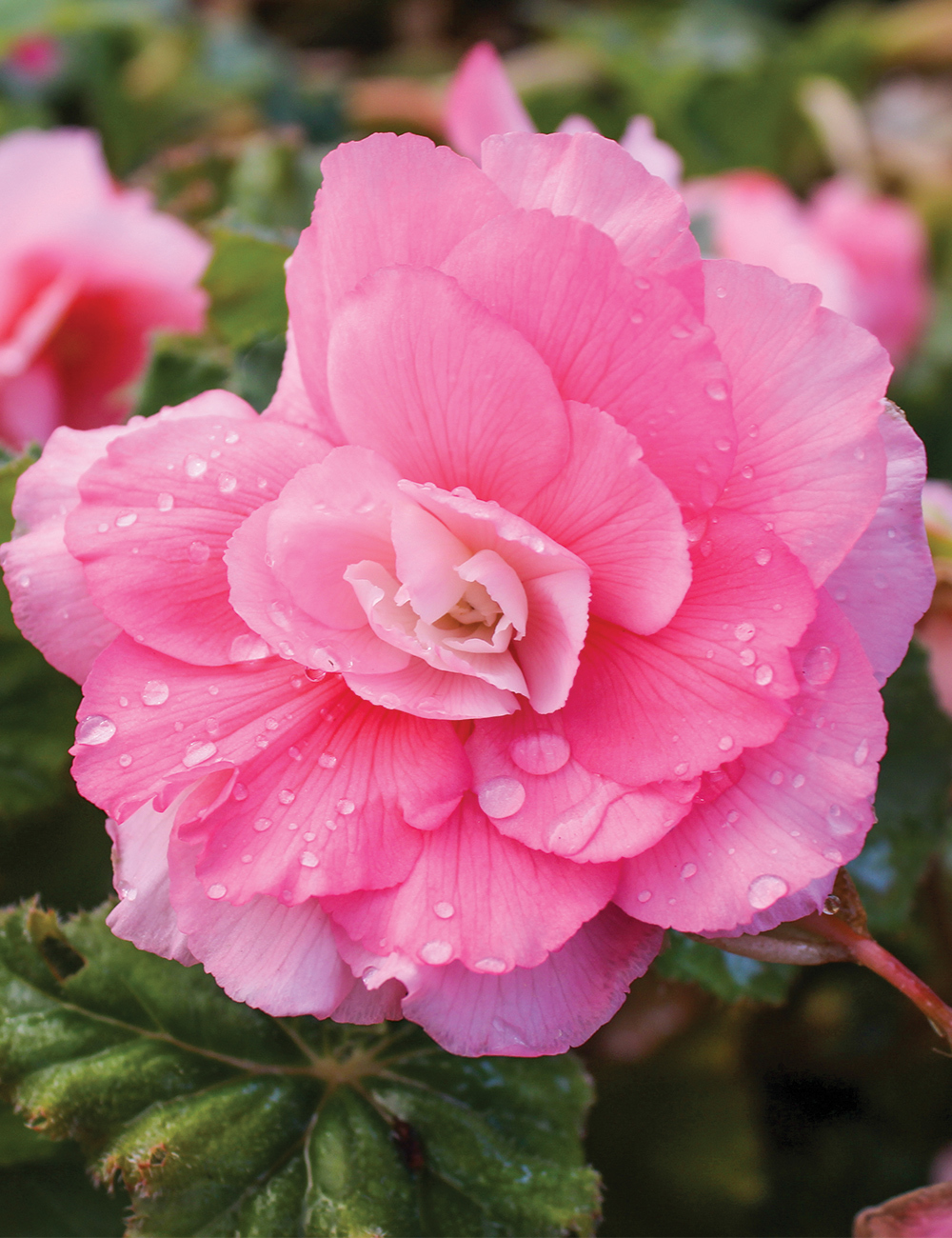 AmeriHybrid Tuberous Begonia 'Roseform Pink'