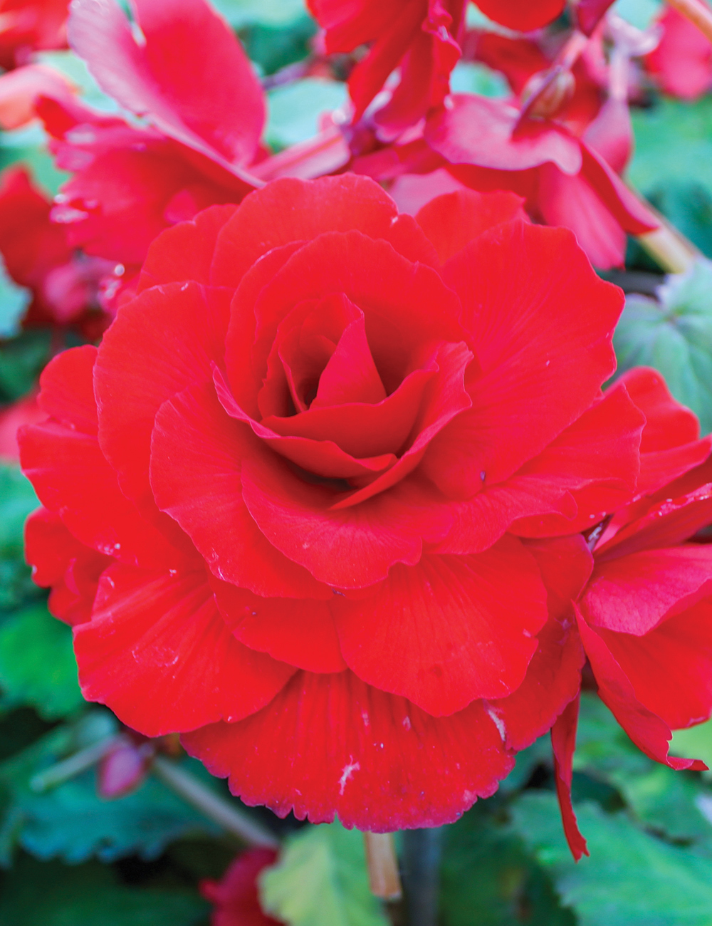 AmeriHybrid Tuberous Begonia 'Roseform Red'