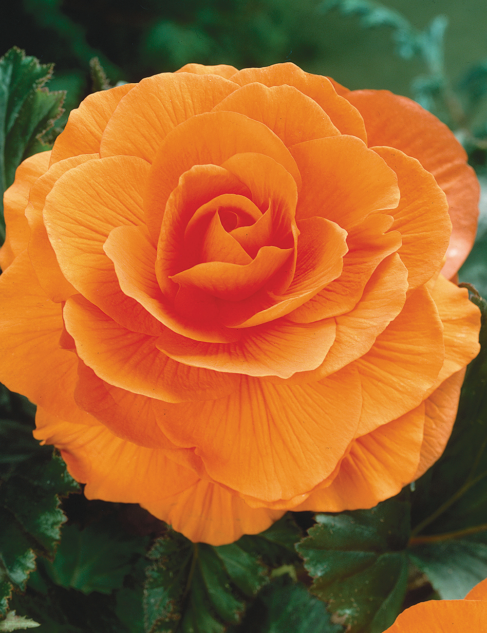 Tuberous Begonia Old Gold