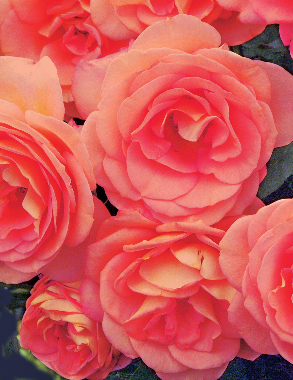 AmeriHybrid Tuberous Begonia 'Roseform Salmon Pink'