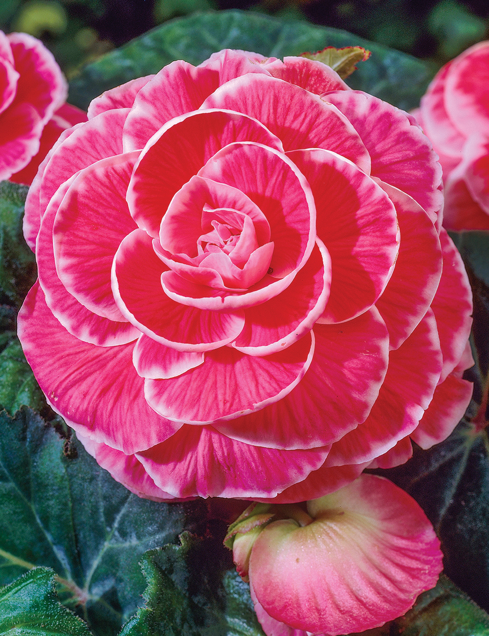 AmeriHybrid Tuberous Begonia 'Picotee Lace Pink'