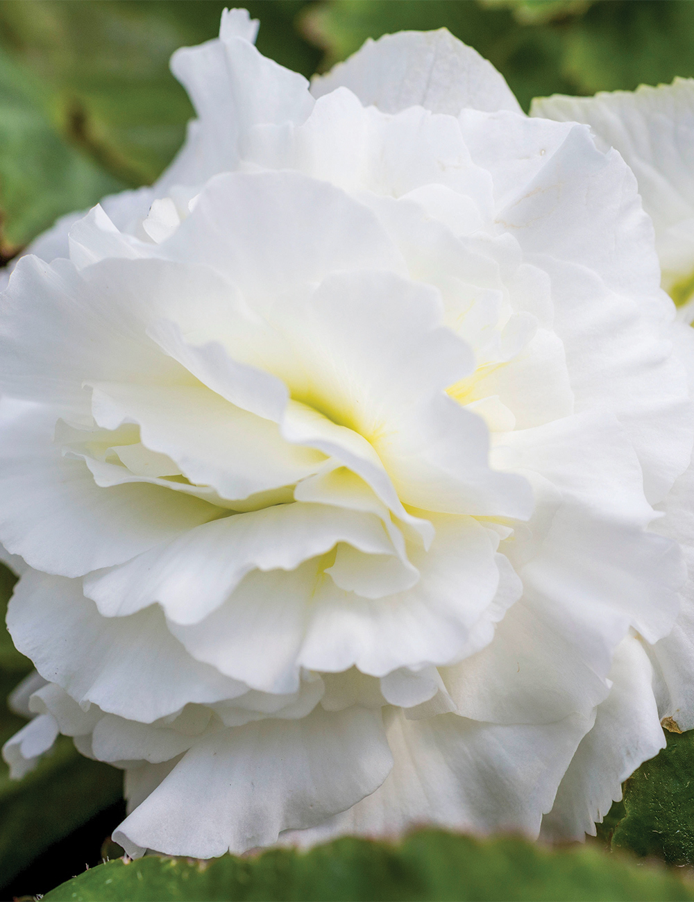 AmeriHybrid Tuberous Begonia 'Roseform White'