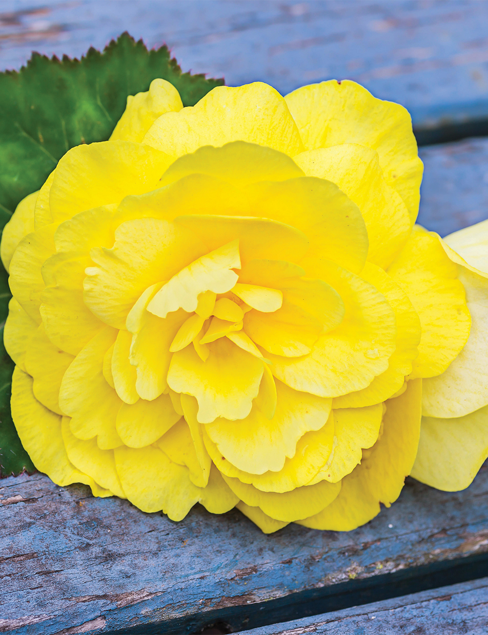 AmeriHybrid Tuberous Begonia 'Roseform Yellow'